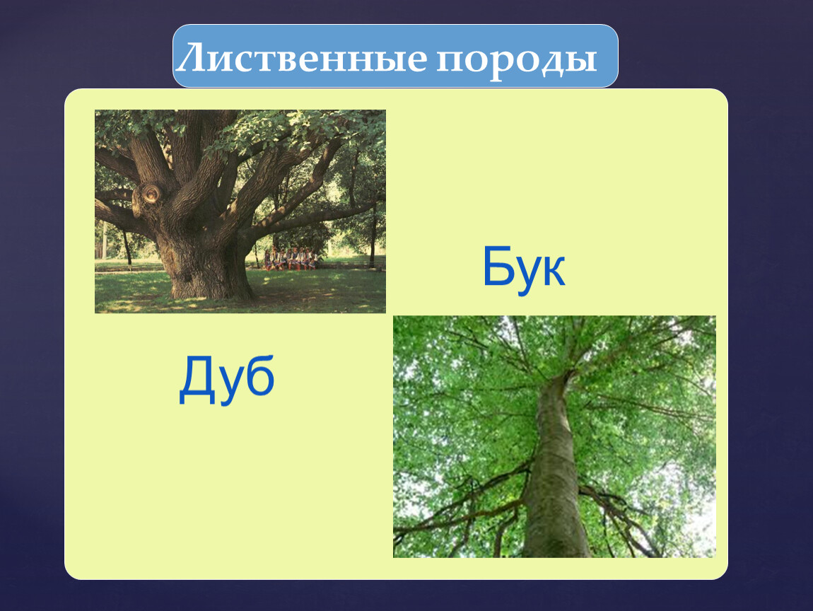 Широколиственные породы деревьев. Лиственные породы древесины.