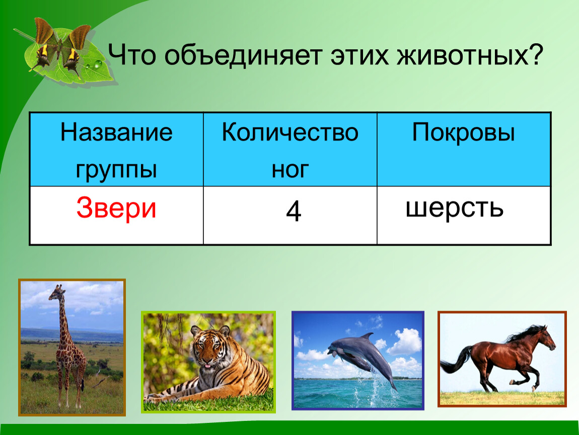 Чем звери отличаются от других животных 1
