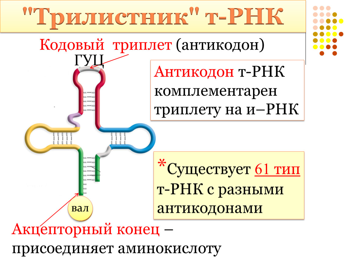 Присоединение инициаторной трнк. ТРНК. Антикодон транспортной РНК. Кодон и антикодон ТРНК. Строение транспортной РНК.