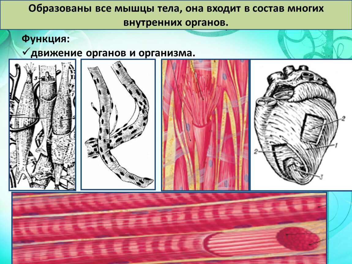 Какие органы образует сердечная ткань