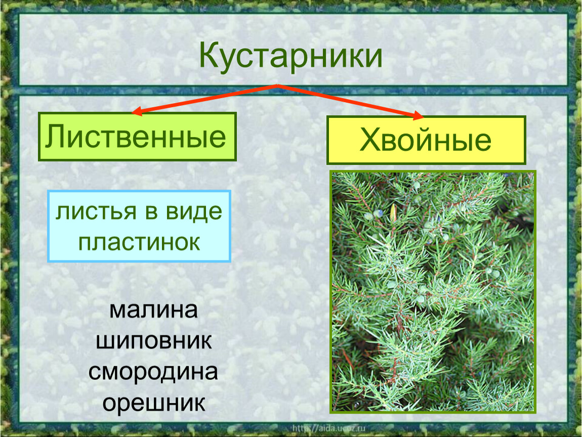 Растения лиственные и хвойные презентация для дошкольников