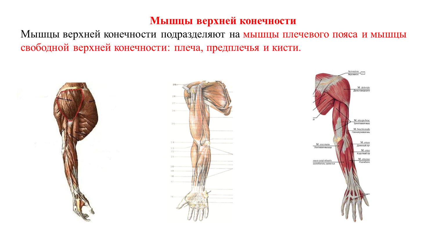 Мышцы верхней конечности презентация