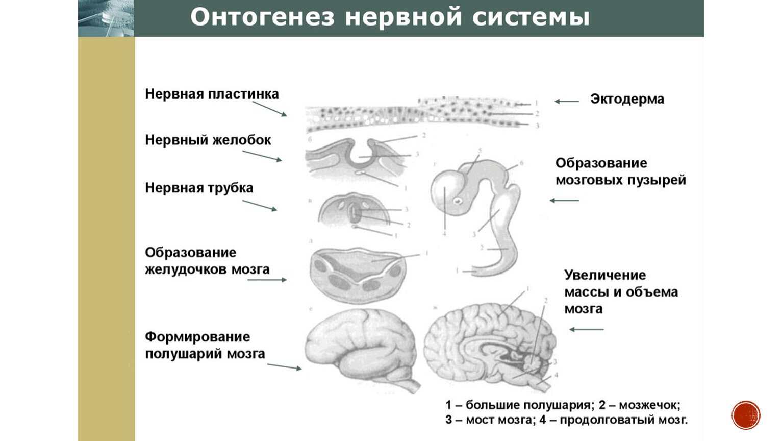 Эмбриогенез мозга человека