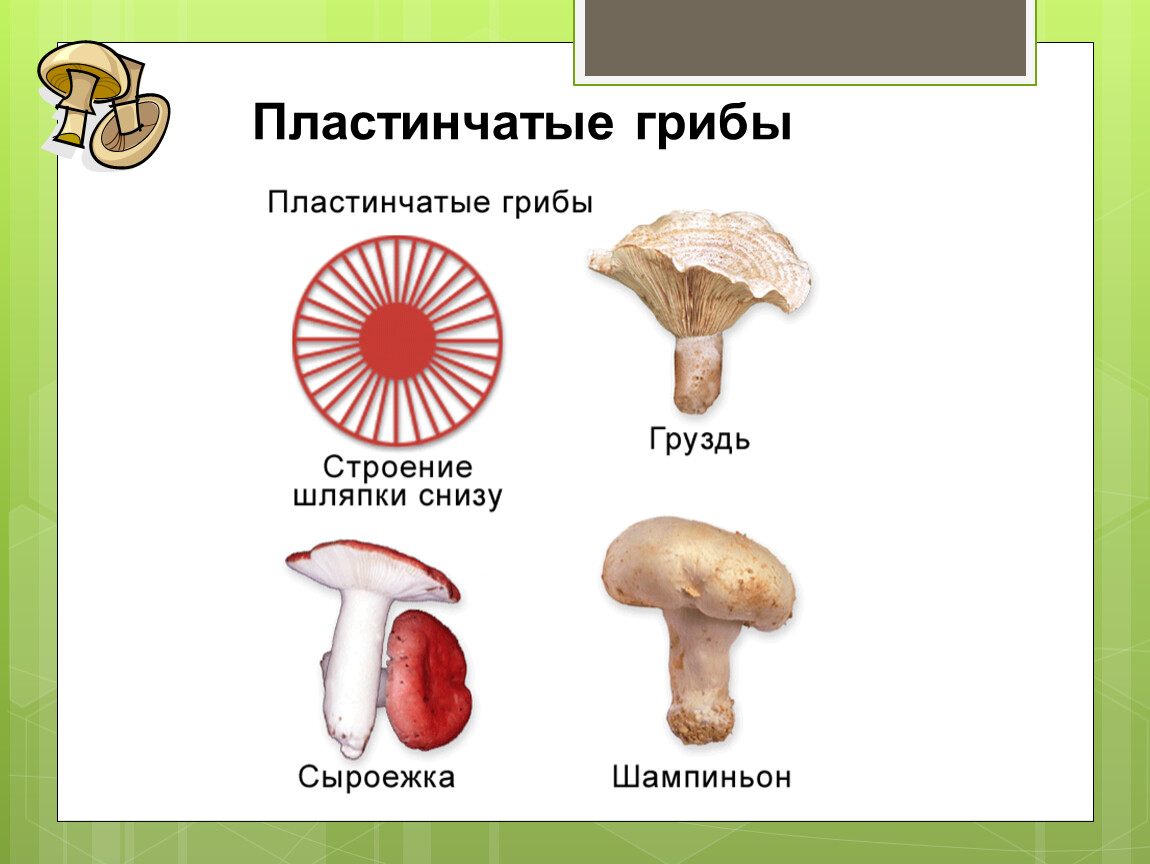 Шампиньон трубчатый или пластинчатый гриб. Шляпочные и пластинчатые грибы рисунок. Пластинчатые и трубчатые грибы строение. Шляпочные грибы строение трубчатые и пластинчатые. Строение пластинтых грибы.