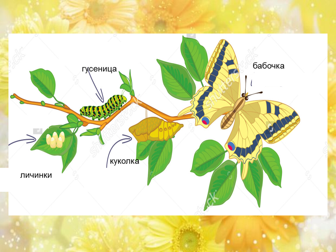 Процесс появления бабочки. Гусеница бабочка цикл развития. Жизненный цикл бабочки для детей. Жизненный цикл бабочки схема. Цикл развития бабочки схема.