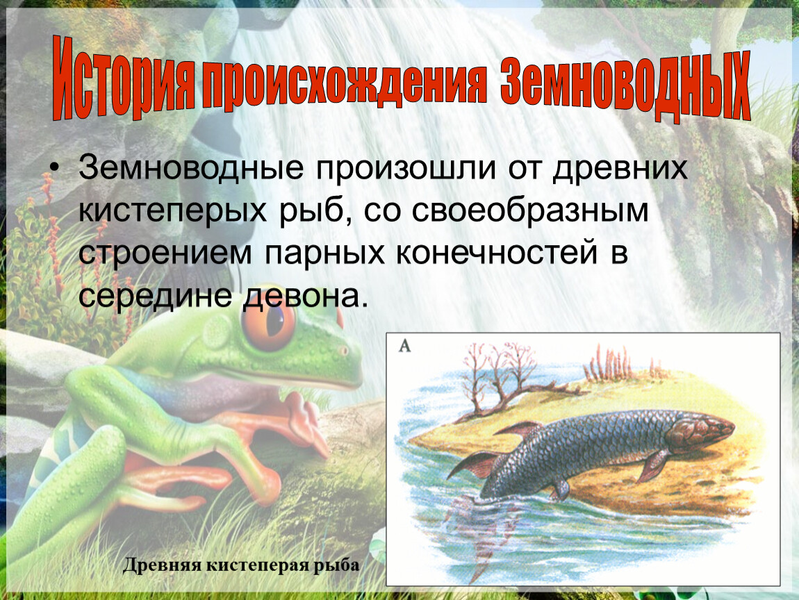 Объясните происхождение земноводные. Земноводные произошли ГТ. Земноводные произошли от рыб. От кистеперых произошли земноводные. Древние земноводные произошедшие от рыб.