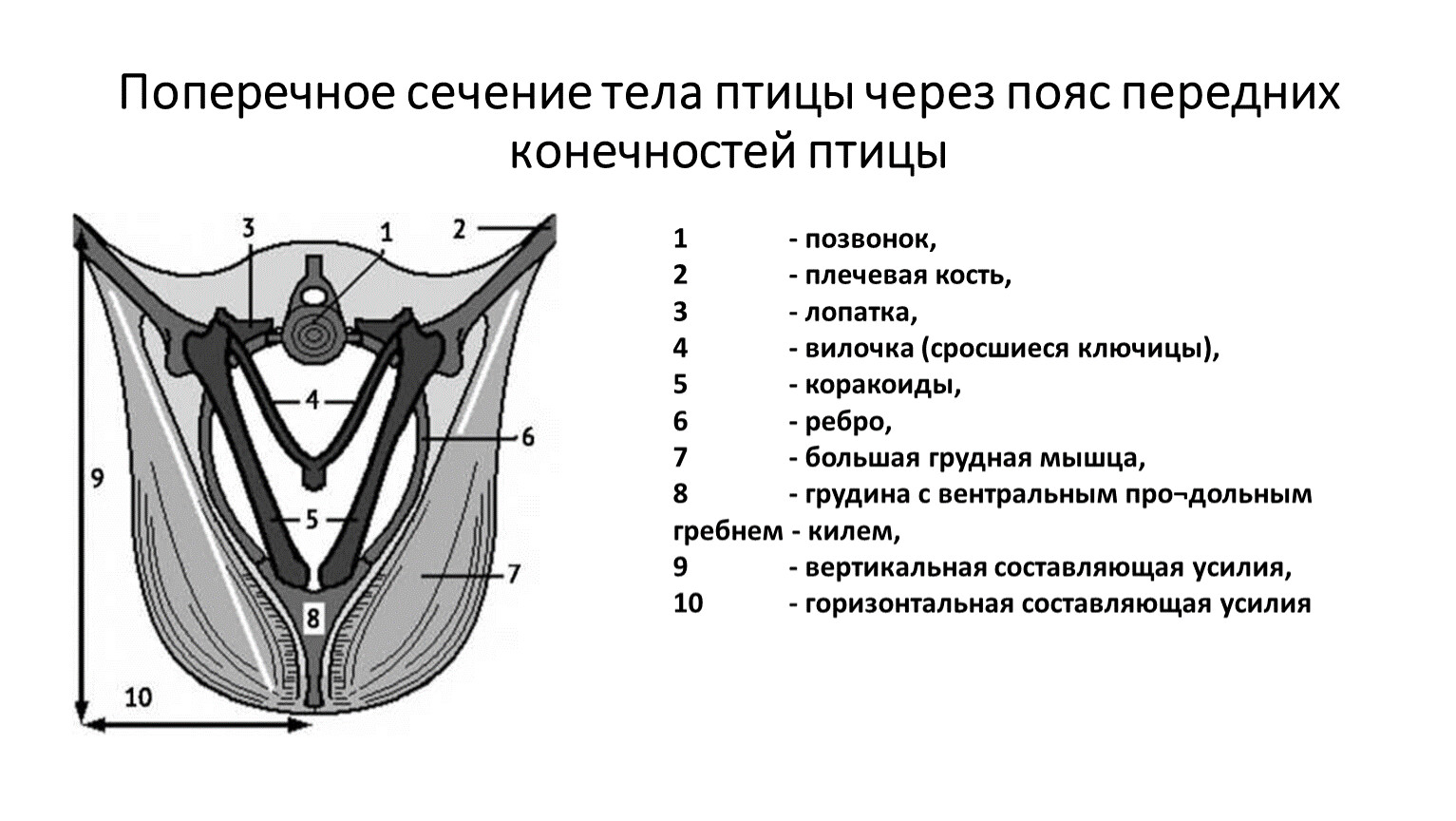 Пояса птиц. Строение поясов конечностей птиц. Пояс верхних конечностей птиц состоит из. Тазовый пояс птиц. Передний пояс конечностей птиц.