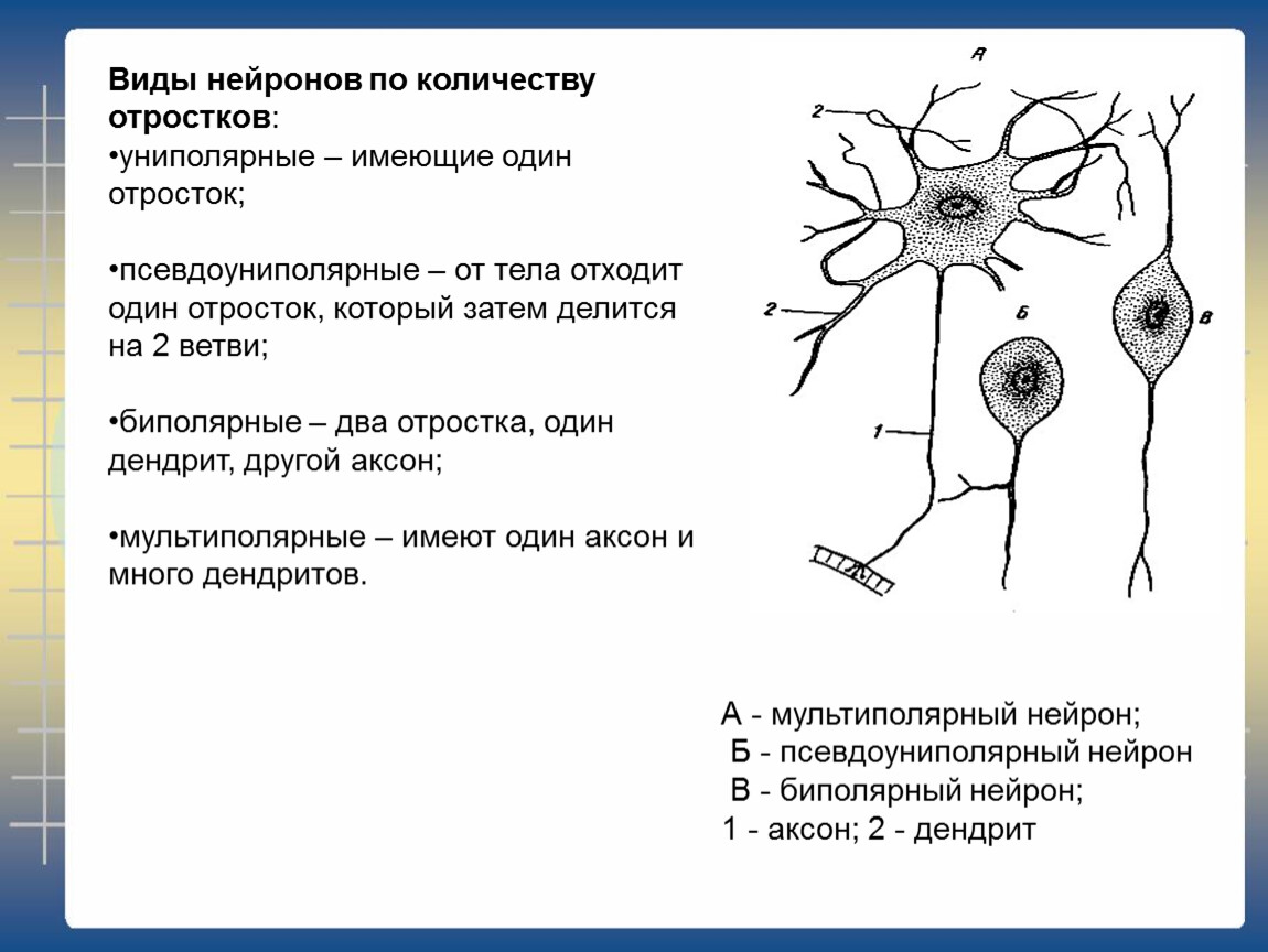 Распределите по группам характеристики отростков нервной клетки