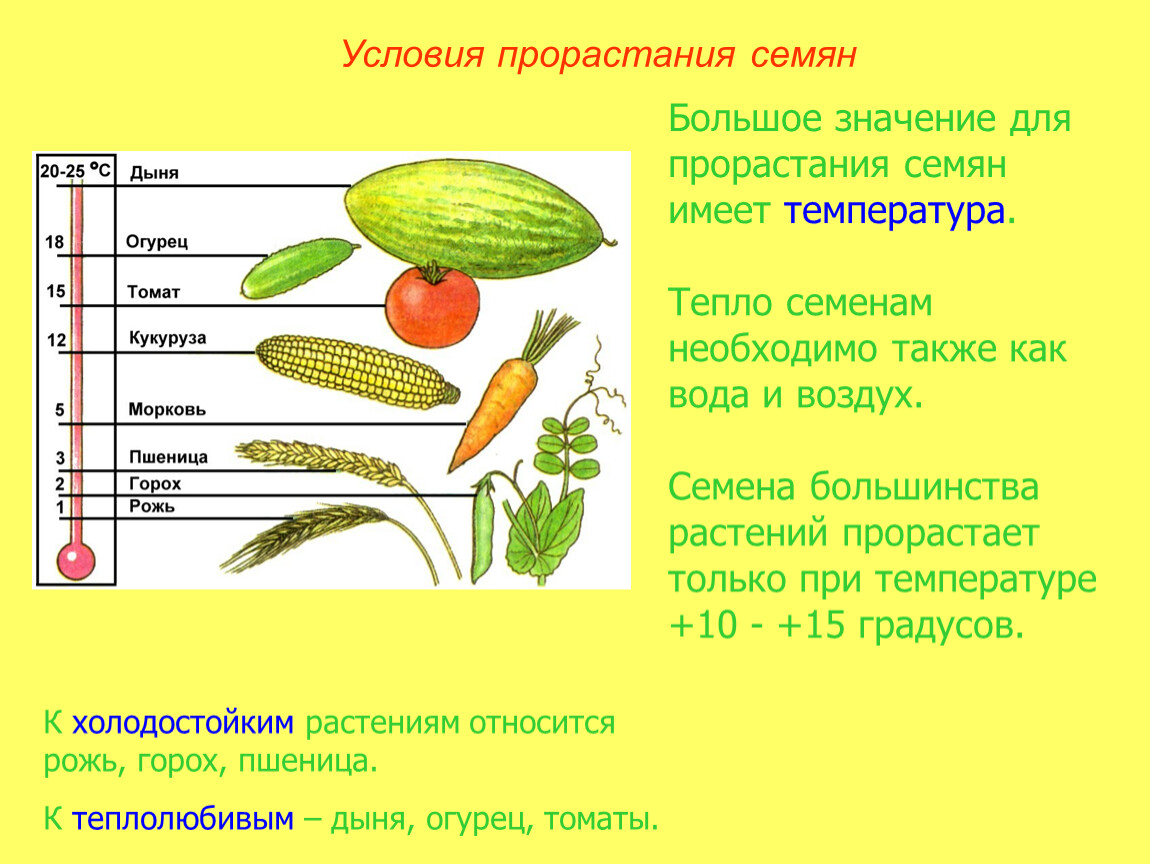 Презентация прорастание семян 6 класс пасечник