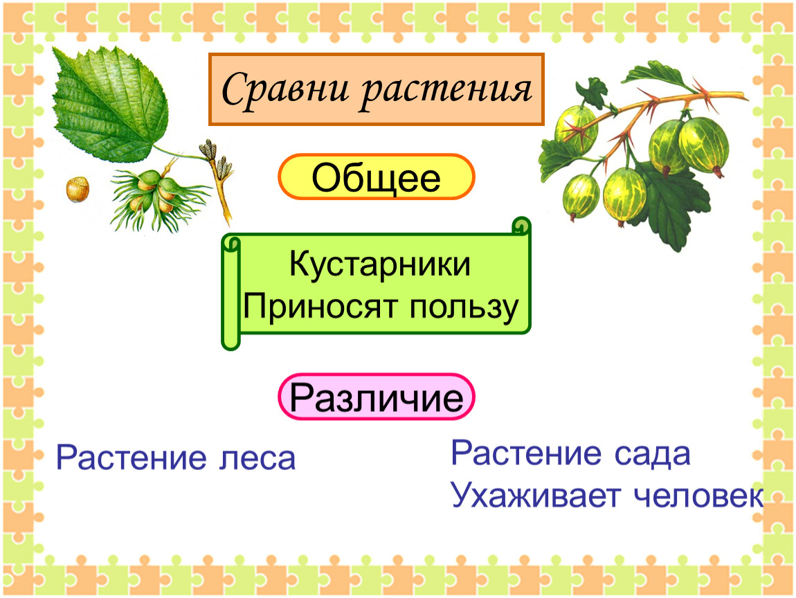 Дикорастущие растения и культурные растения презентация