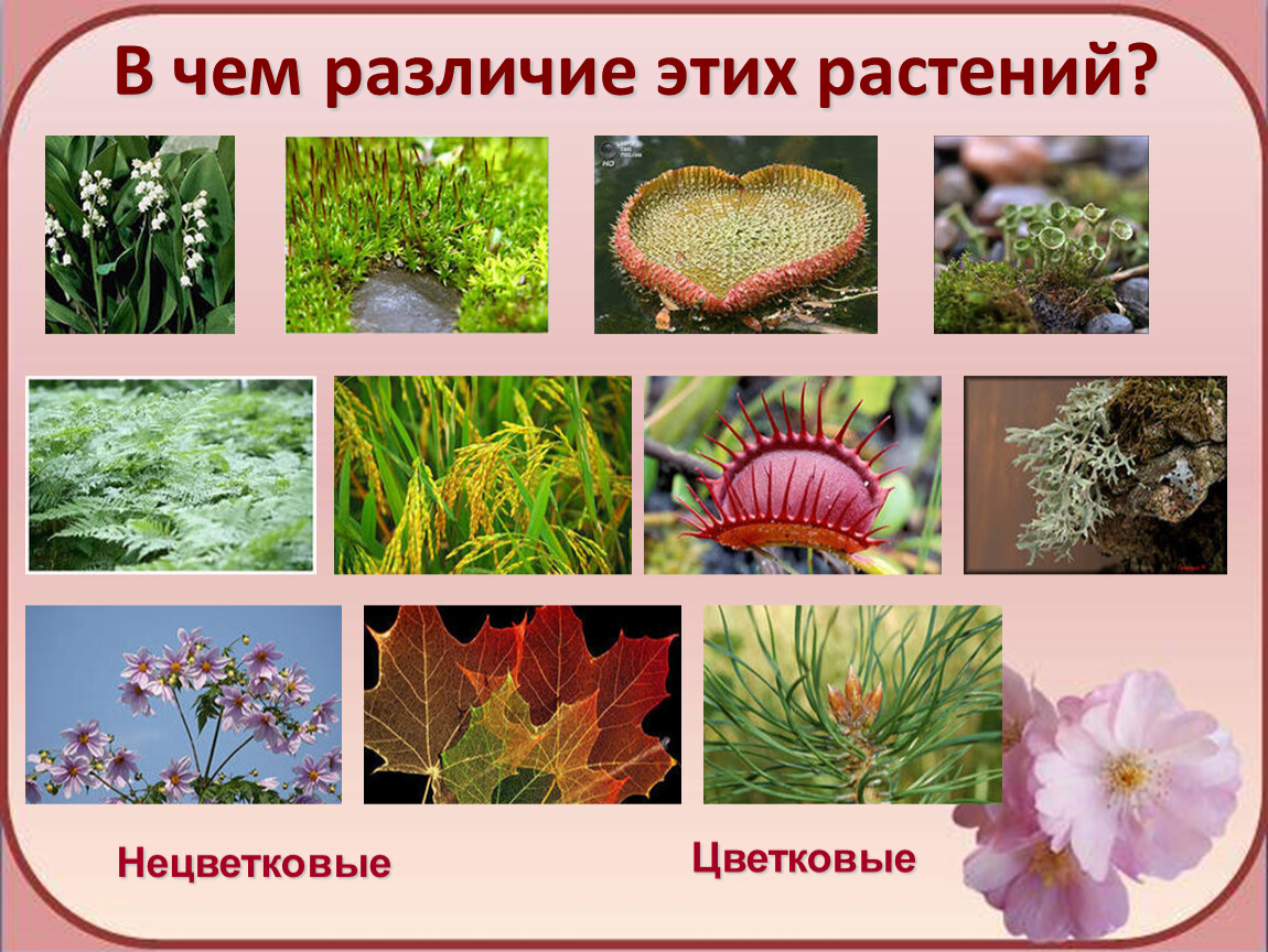 Узнавание растений по фото онлайн бесплатно
