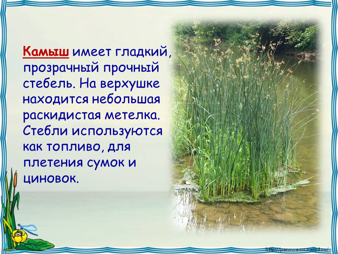 В момент открытия водоема в нем имела. Камыш пресного водоема. Камыш описание. Камыш презентация. Камыш растение описание.