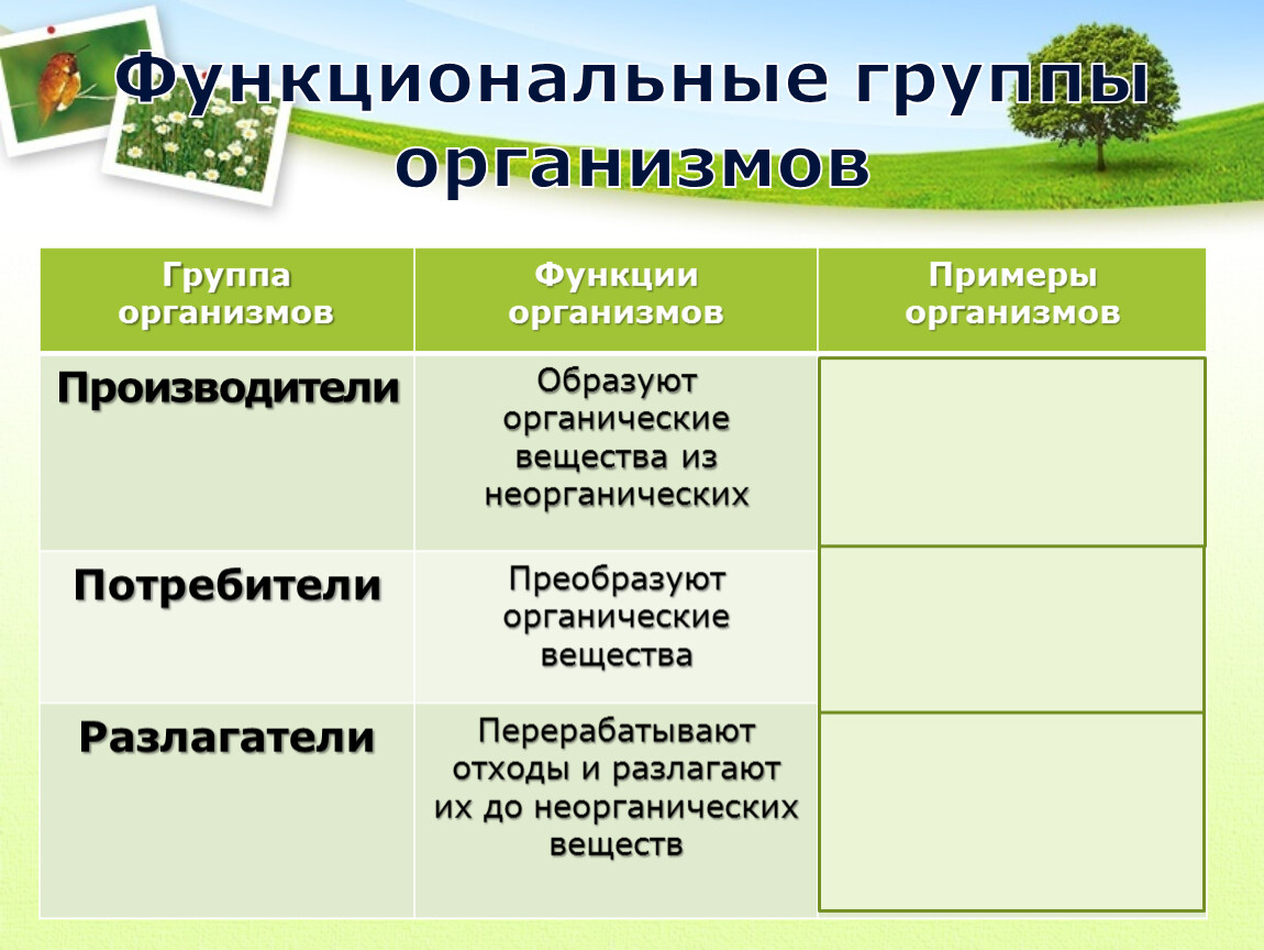 Какие типы организмов. Функциональные группы организмов 5 класс биология. Функциональные группы организмов таблица. Таблица функциональные группы организмы роль. Группа организмов примеры функции.