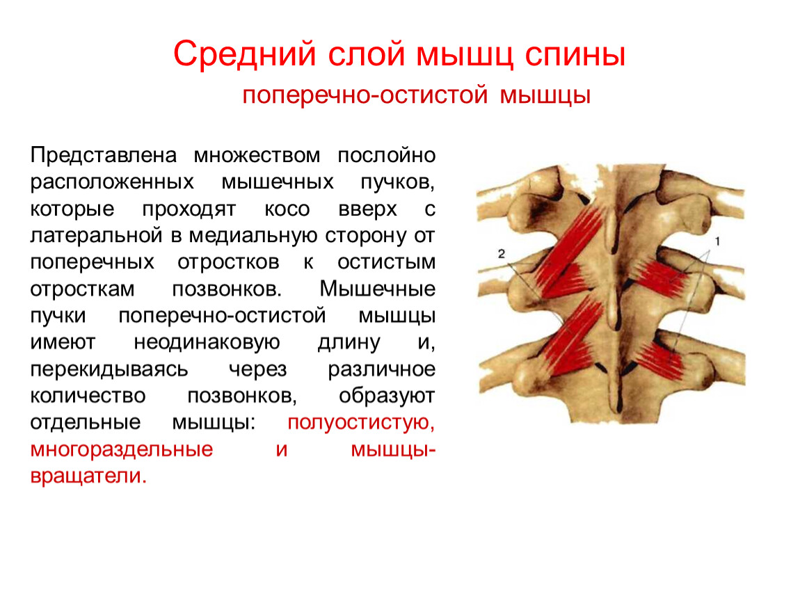 Средние мышцы. Поперечно-остистые мышцы позвоночника. Поперечно-остистая мышца спины. Поперечно остистая мышца начало и прикрепление. Поперечно остистая мышца функции.