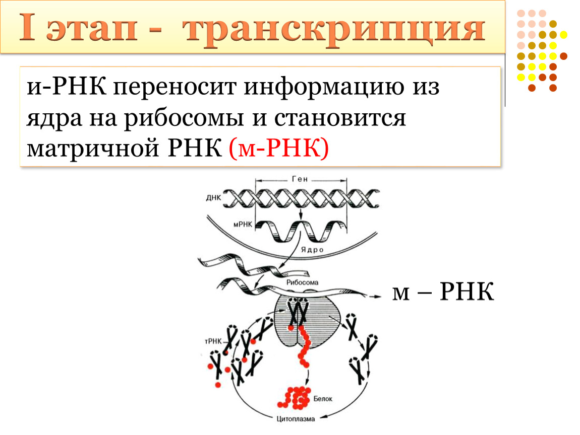 Нуклеолус