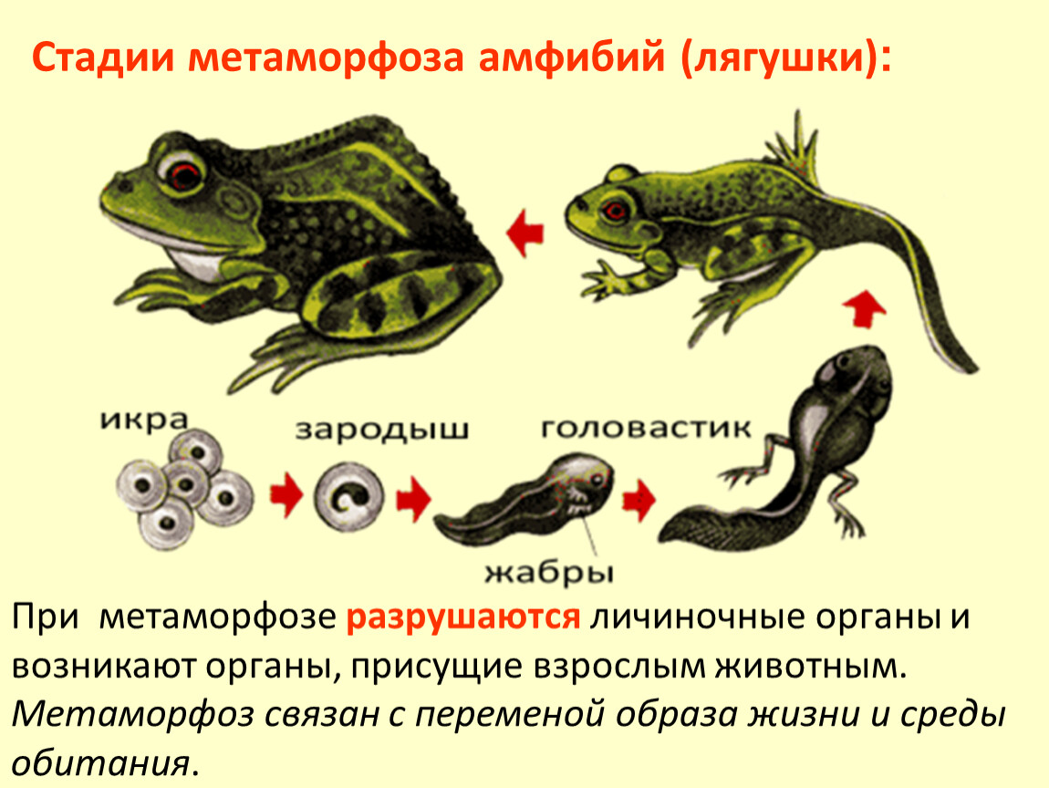 Строение и развитие земноводных. Строение цикл развития лягушки. Схема развития лягушки. Стадии цикла развития лягушки. Превращение земноводных.