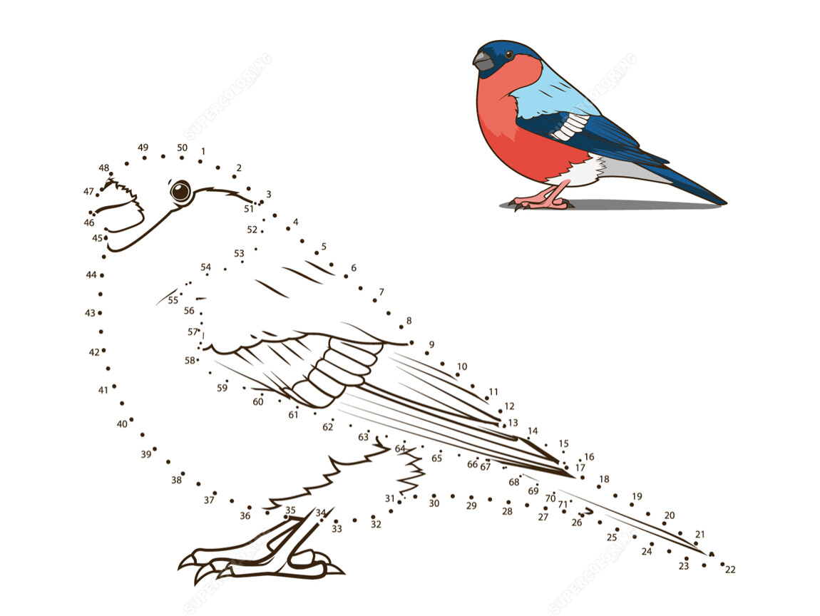 Рисование зимующих птиц по контуру для детей