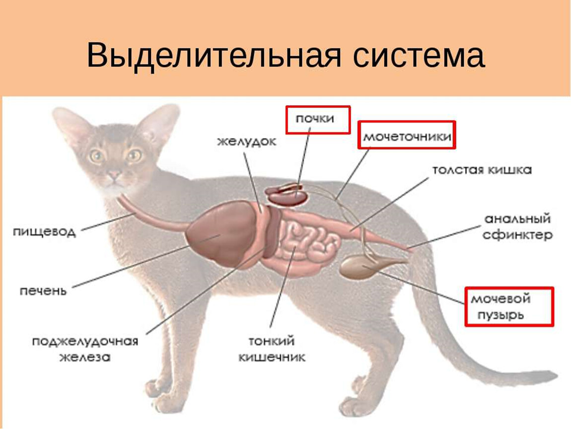 Внешнее строение кошки кратко. Выделительная система млекопитающих 7 класс. Система выделения у млекопитающих. Строение выделительной системы анатомия. Строение кошачьей выделительной системы.