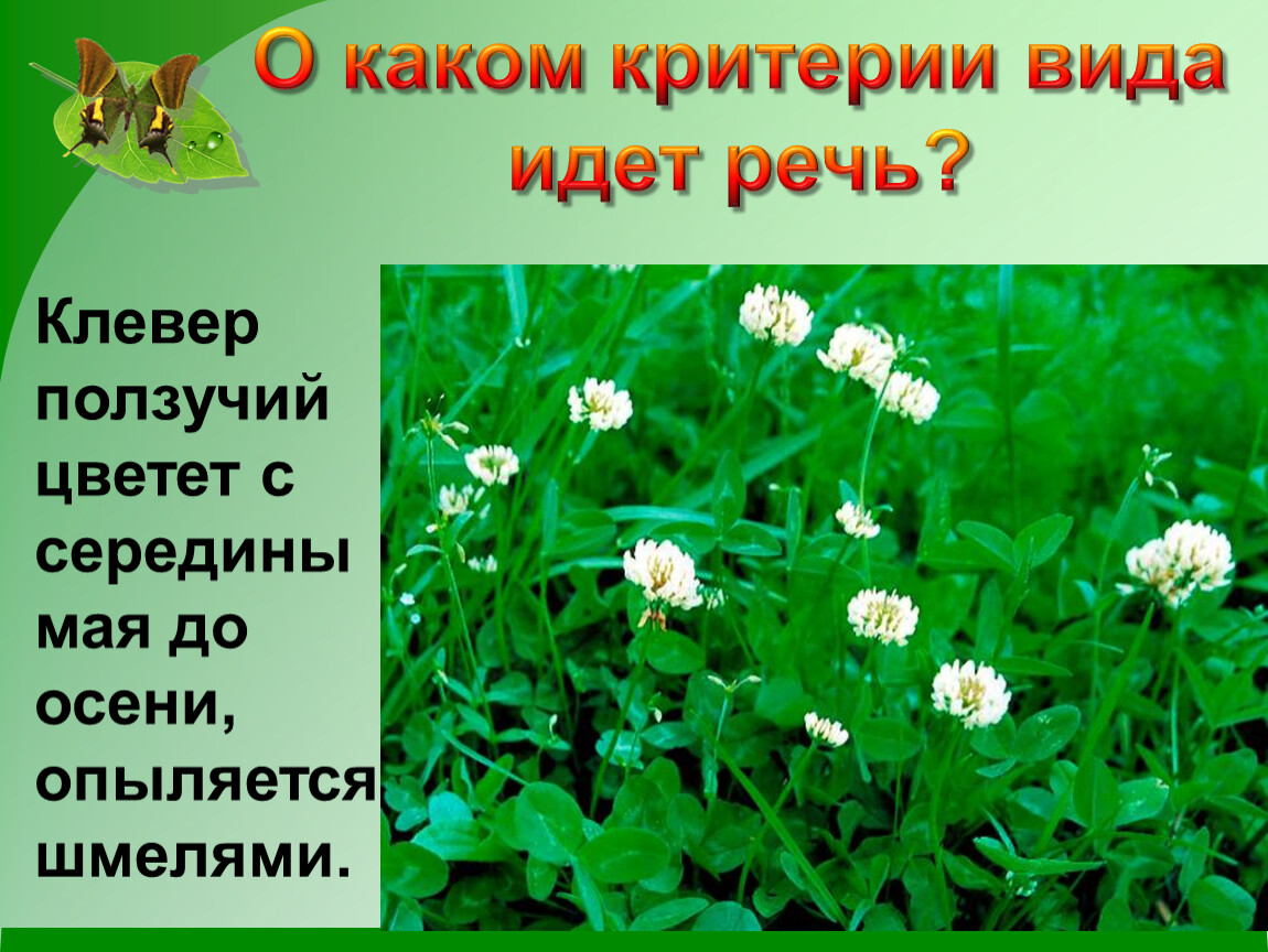 О каком животном идет речь. Клевер ползучий цветёт с середины мая. Клевер ползучий критерии вида. Клевер ползучий формула цветка. Клевер ползучий листья простые или сложные.