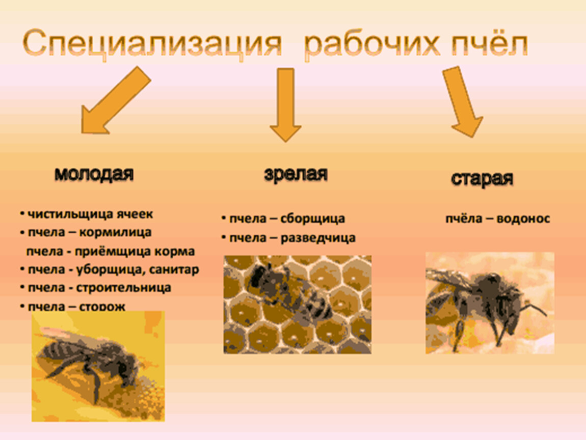 Как можно стать пчелой. Медоносная пчела пчелиная семья. Состав пчелиной семьи схема. Специализация рабочих пчел. Структура пчелиной семьи.