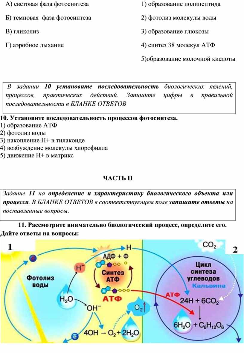 Урок обобщения знаний учащихся по теме «Обмен веществ и энергии в клетке»10  класс