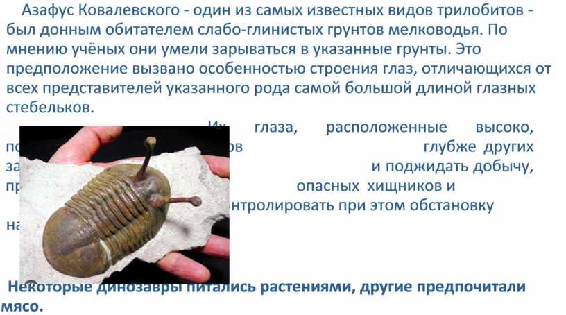 Азафус Ковалевского - один из самых известных видов трилобитов - был донным обитателем слабо-глинистых грунтов мелководья