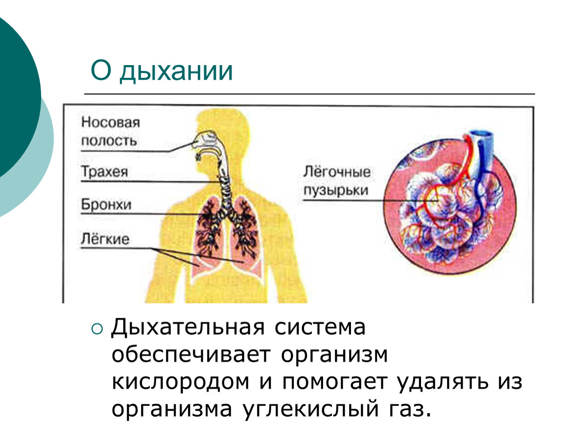 Путь воздуха в организм человека. Дыхательная система. Органы дыхания. Органы дыхания и кровообращения. Дыхательная система 3 класс.