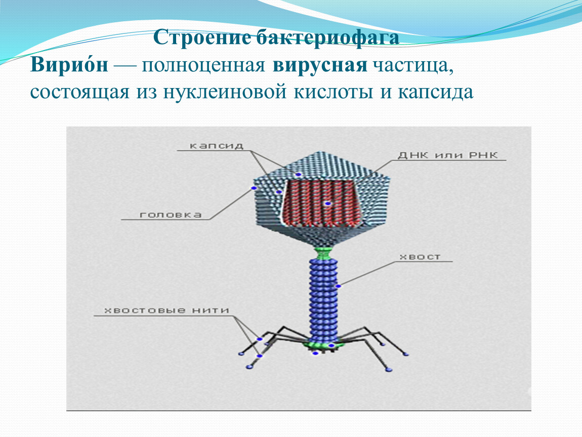 Вирусы состоят из нуклеиновой кислоты. Бактериофаг строение капсид. Строение вириона бактериофага. Строение вириона микробиология. Капсид вируса бактериофага.