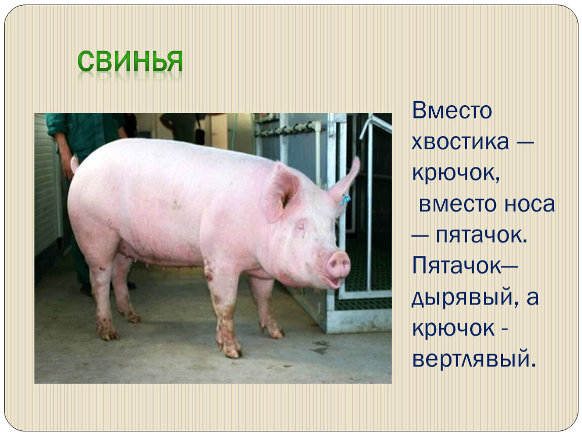 Вместо свиньи. Информация о свиноводстве. Информация о свинье. Презентация на тему свиньи. Сообщение о свинье.