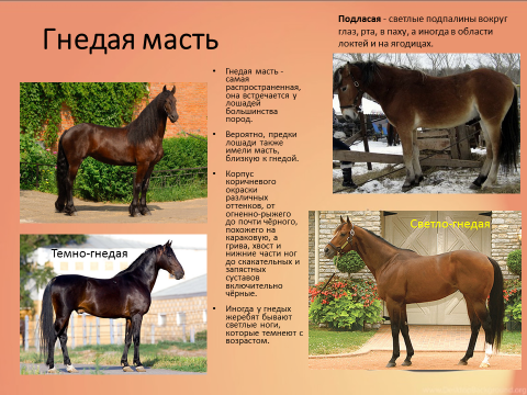 Окрас лошадей названия и фото на русском