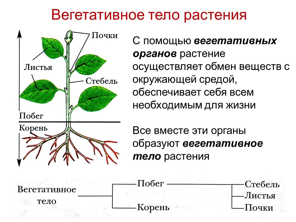 Какие части растения использует человек. Строение вегетативных органов растений. Вегетативные органы корень стебель лист. Вегетативные органы и генеративные органы растений таблица. Функции вегетативных органов растений.