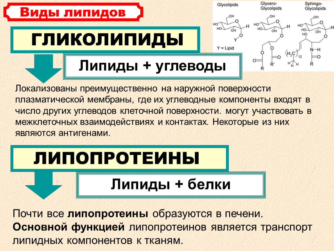 Липиды их строение и функции 10 класс презентация пасечник