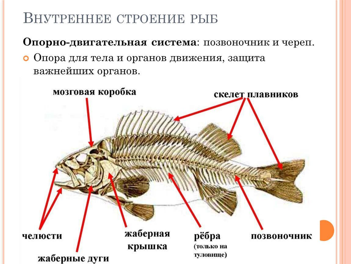 В позвоночнике два отдела туловищный и хвостовой. Опорно двигательная система система рыб. Скелет рыбы строение. Скелет костистой рыбы отделы. Осевой скелет рыб.