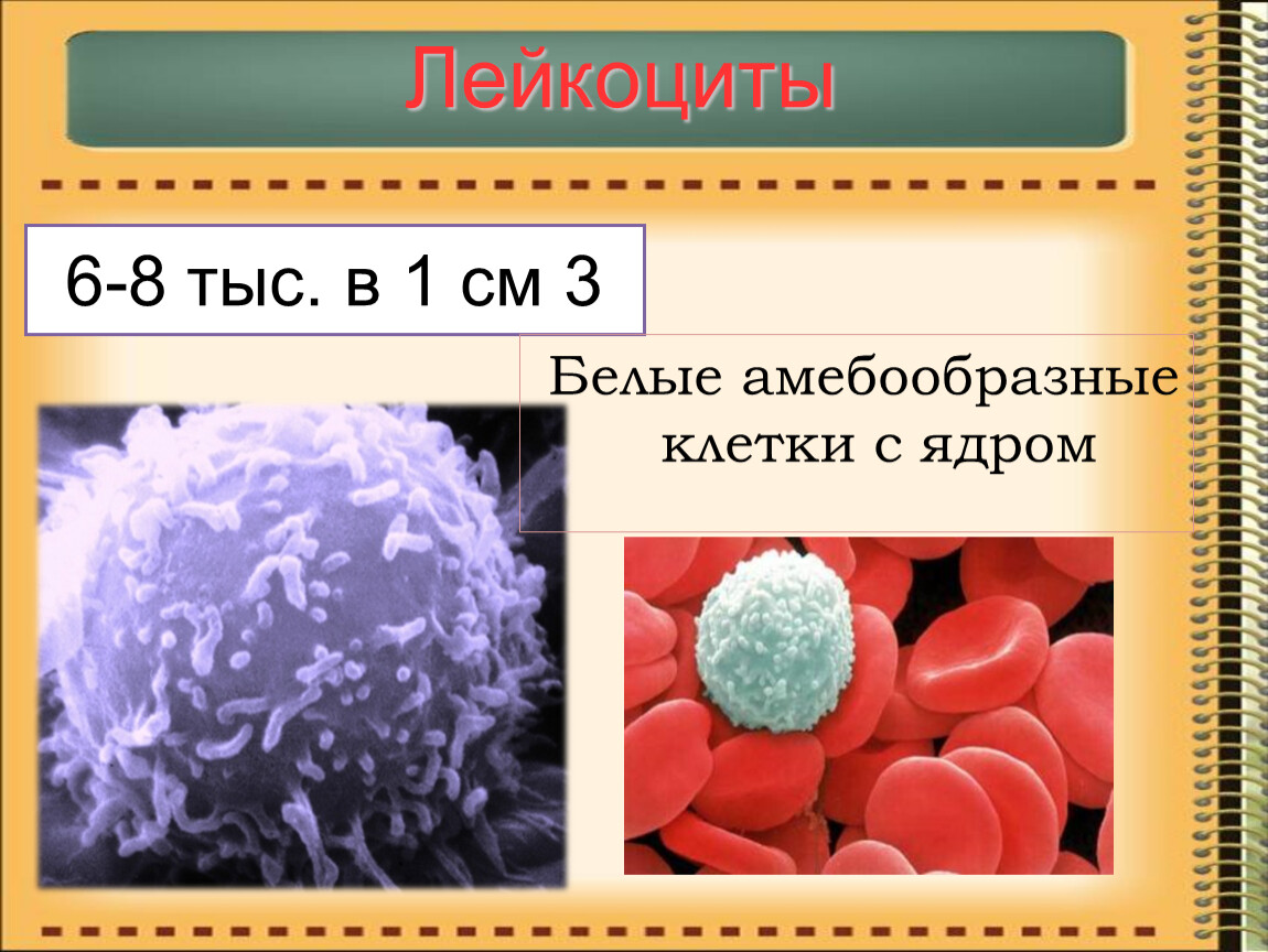 Лейкоциты строение. Лейкоциты ядро. Ядро лейкоцита человека. Кровяные клетки с ядром. Клетки и ядро лейкоцита.