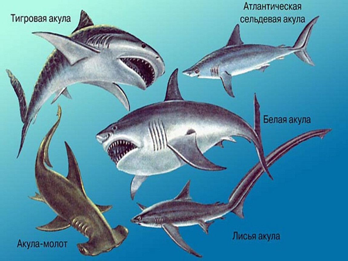 Сколько видов рыб существует в мире. Акула название. Разные виды акул. Представители отряда акулы. Акулы виды названия.