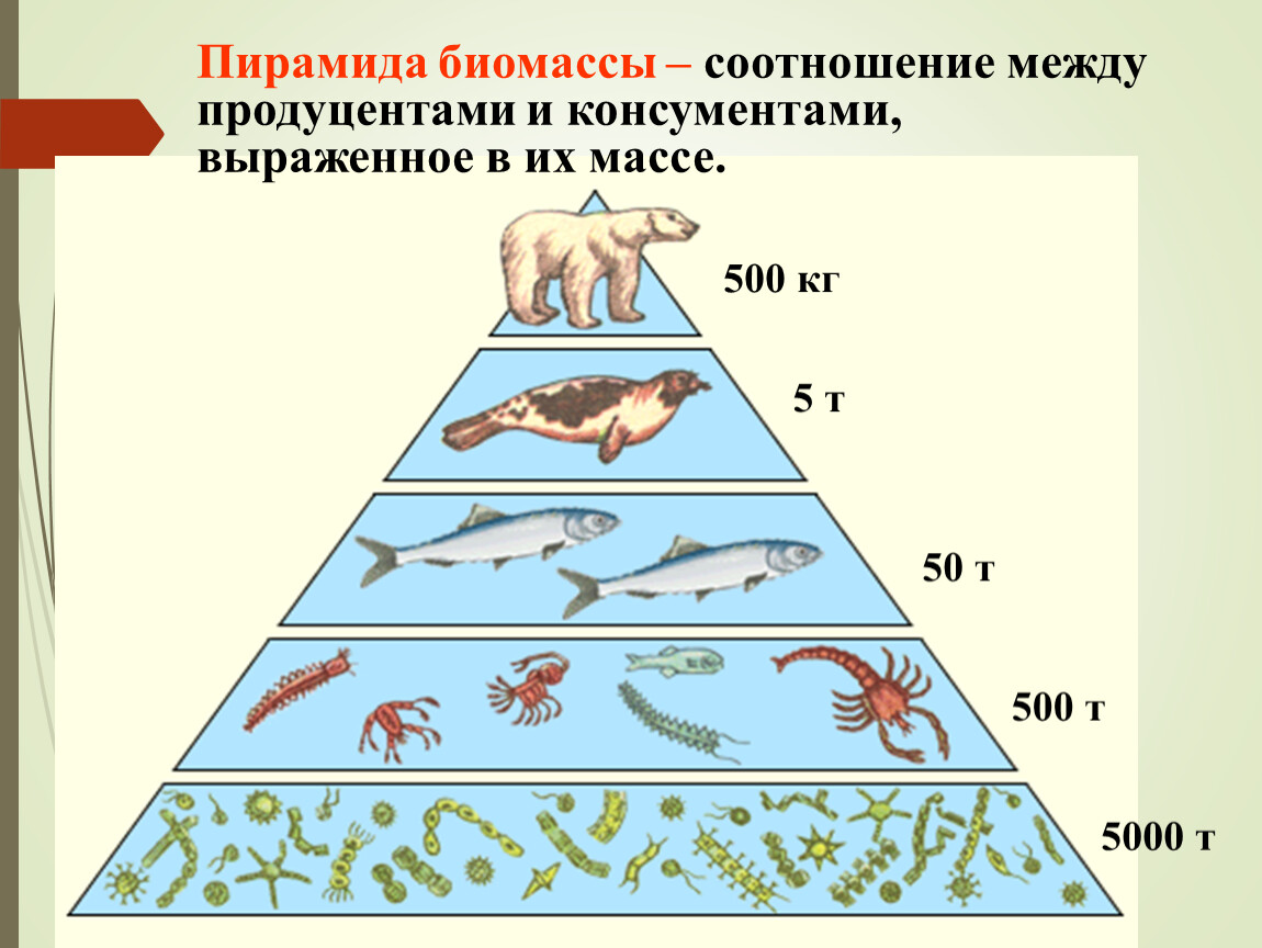 Тюлень консумент какого порядка. Экологическая пирамида биомассы. Пирамида чисел биомассы и энергии. Правило экологической пирамиды биомассы и энергии. Экологическая пирамида консументы.