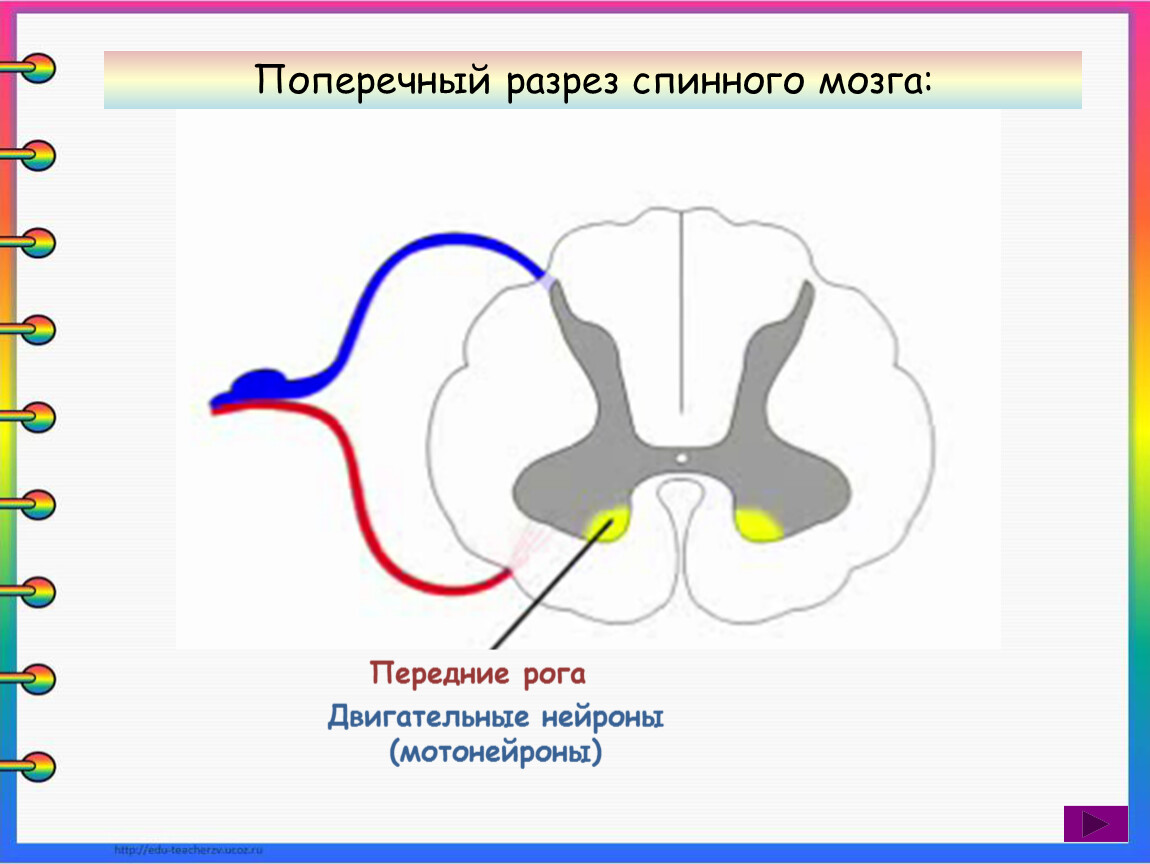 Двигательный передние рога спинного мозга