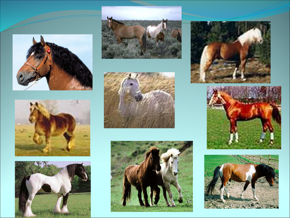 У животных порода у растений. Селекция лошадей. Сорта растений и породы животных. Искусственный отбор лошадей. Искусственный отбор селекция животных лошадь.