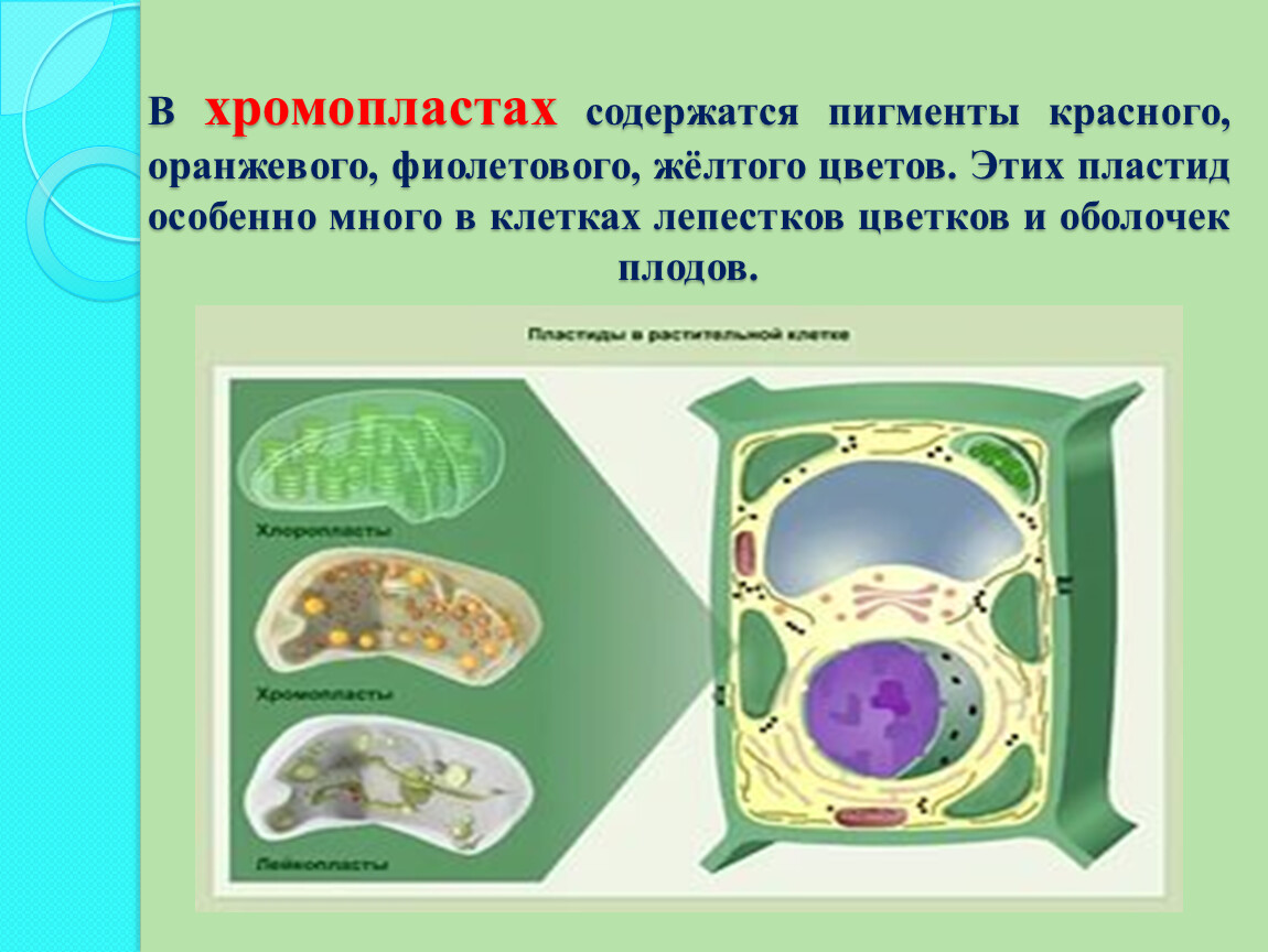 Клеточный уровень. Пигменты хромопластов. Хромопласты содержат пигмент. Красный пигмент хромопластов. Хромопласты название пигментов.