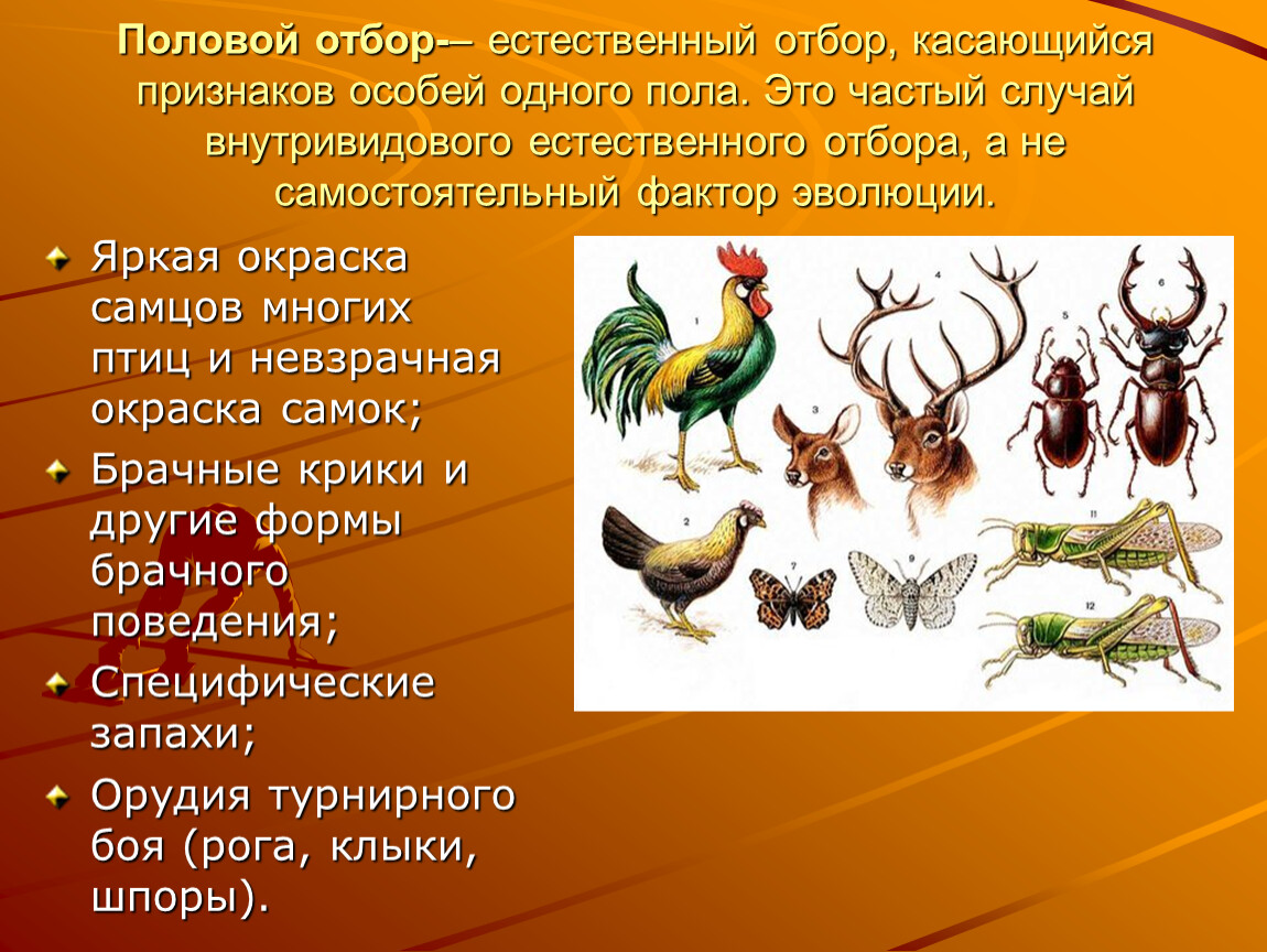 Каких особей. Половой отбор биология 9 класс. Формы естественного отбора половой. Характеристика форм естественного отбора половой. Формы проявления полового отбора.