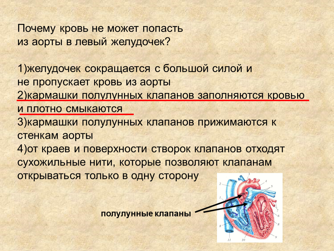 Из желудочков кровь выходит. Почему кровь не может попасть из аорты в левый желудочек сердца. Почему кровь не может попасть из аорты в левый желудочек. Кровь в аорту попадает из:. Кровь из аорты в желудок.