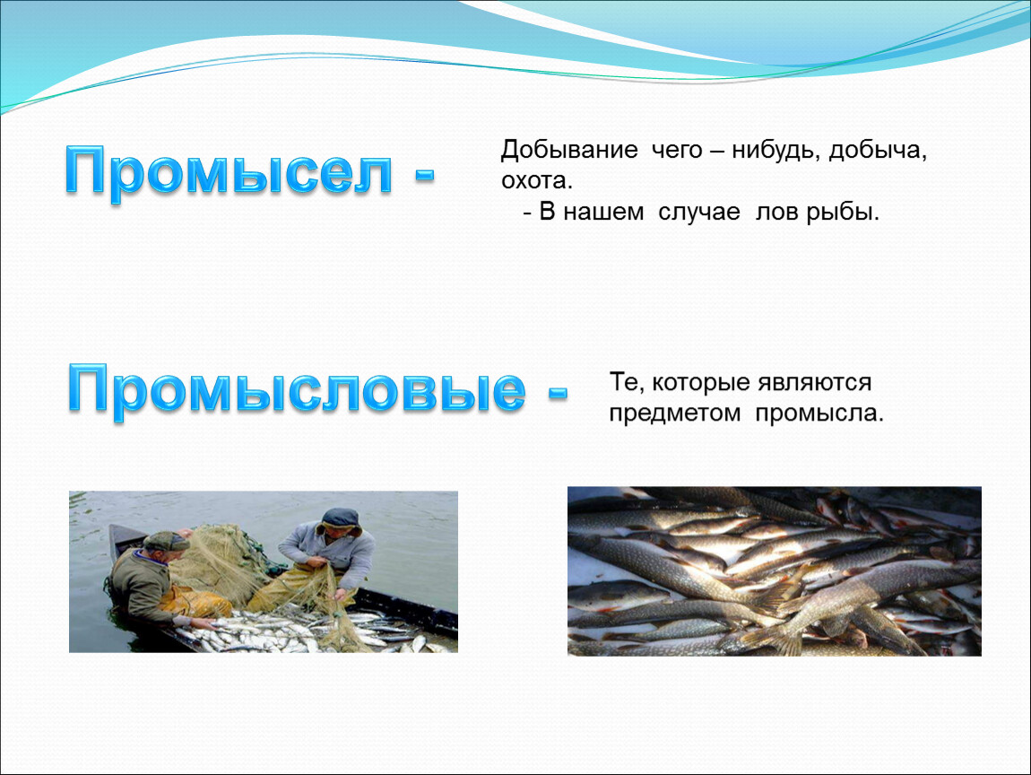 Что значит промысел. Промысел рыб презентация. Промысел промысел рыбы. Рыбный промысел презентация. Презентация на тему рыболовство.