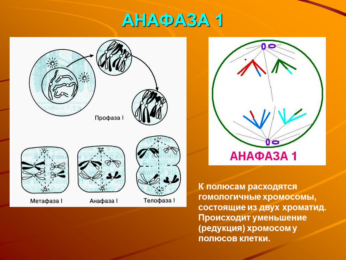 Метафаза 1 анафаза 1 телофаза 1