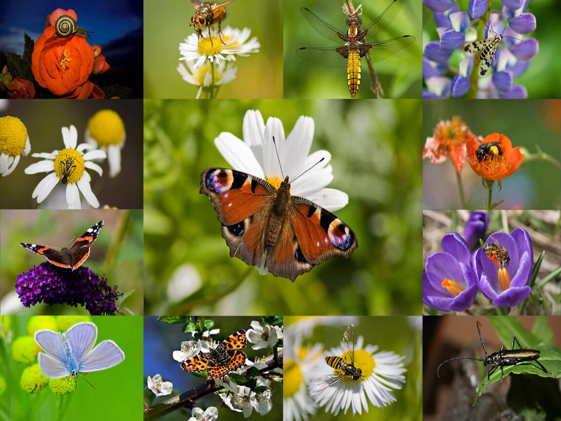 Бабочки картинки окружающий мир. Мир насекомых. Многообразие насекомых. Насекомые это животные. Насекомые в природе.