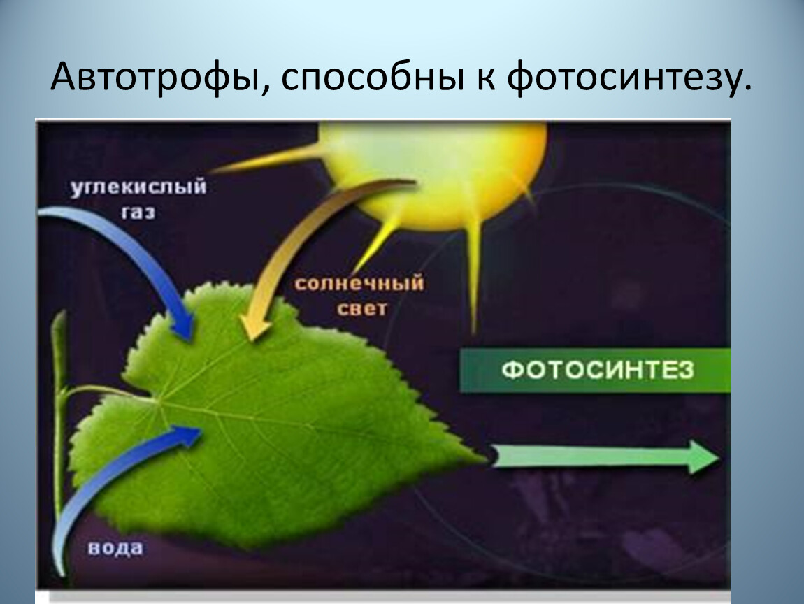 Углекислый газ во время процесса фотосинтеза. Фотосинтез.