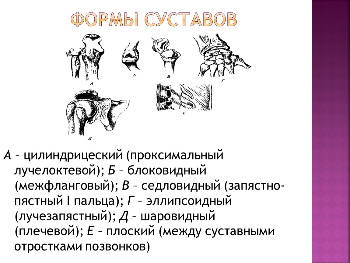 Группы суставов. Формы суставов. Формы суставов человека. Классификация суставов по форме. Эллипсоидная форма сустава.