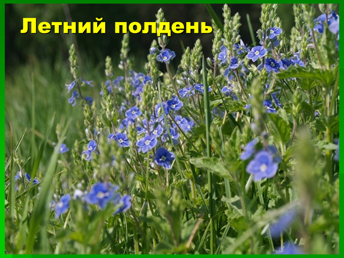 Трава цветет синими цветами фото и названия