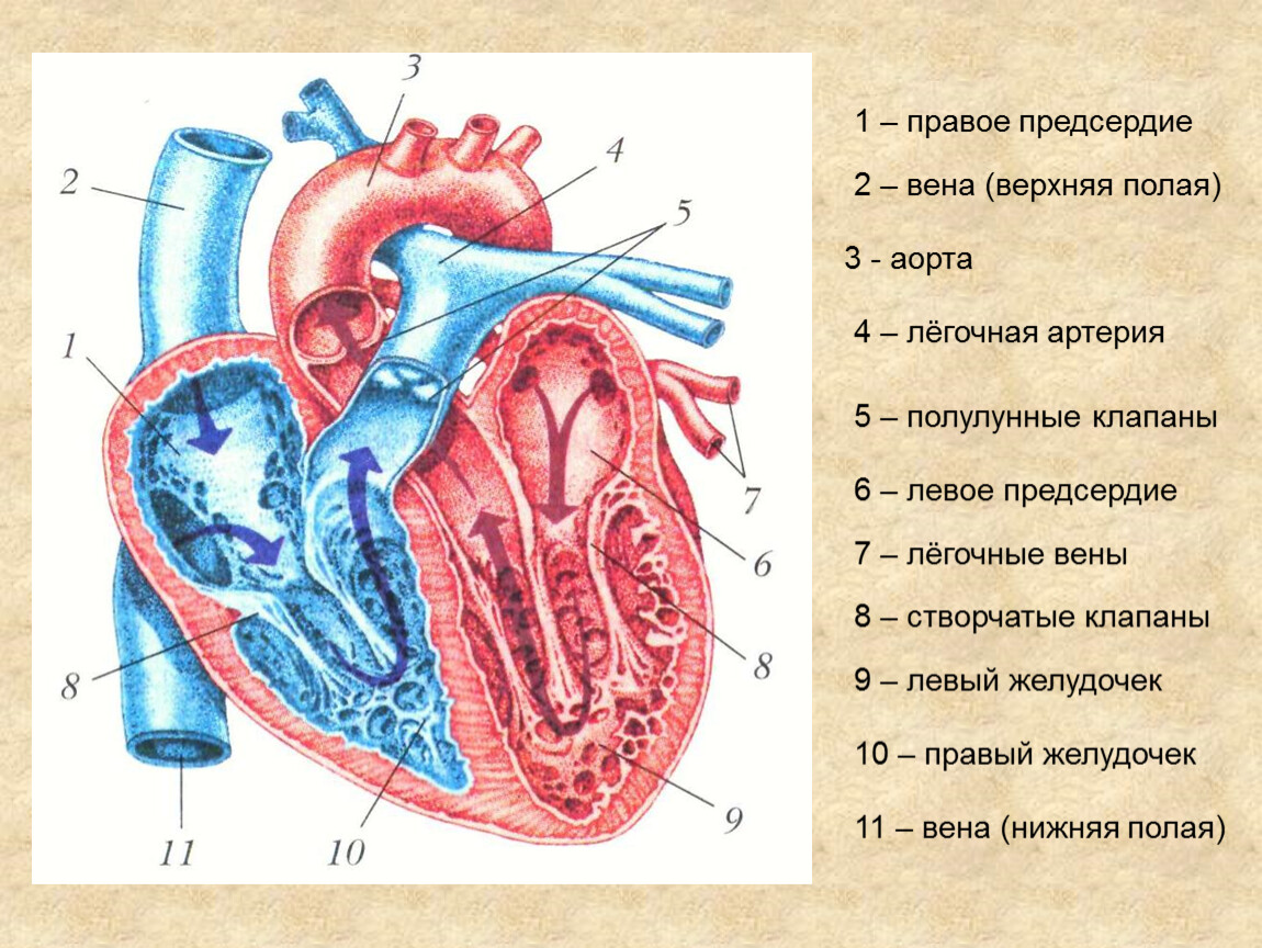 Левое предсердие какие вены. Строение сердца легочная Вена. Правая нижняя легочная Вена. Верхняя полая Вена анатомия сердца. Строение сердца верхняя полая Вена.