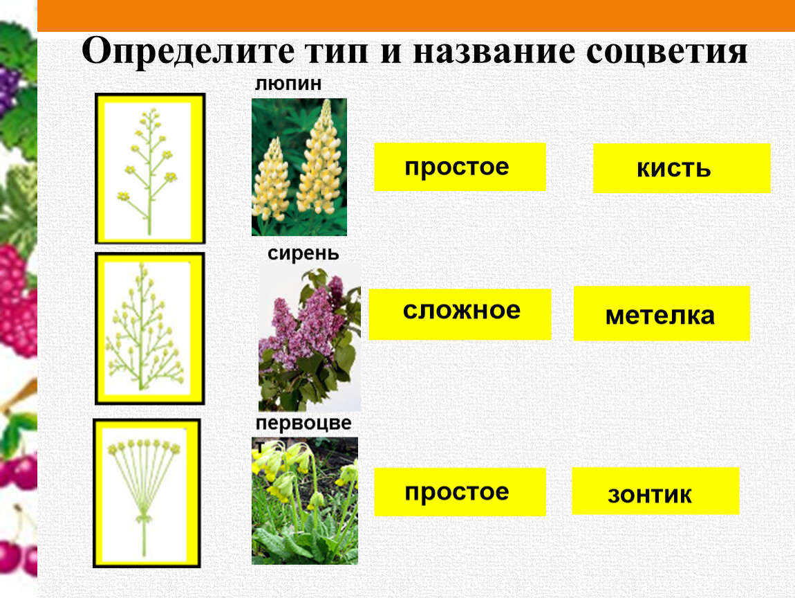 Строение цветка люпина схема