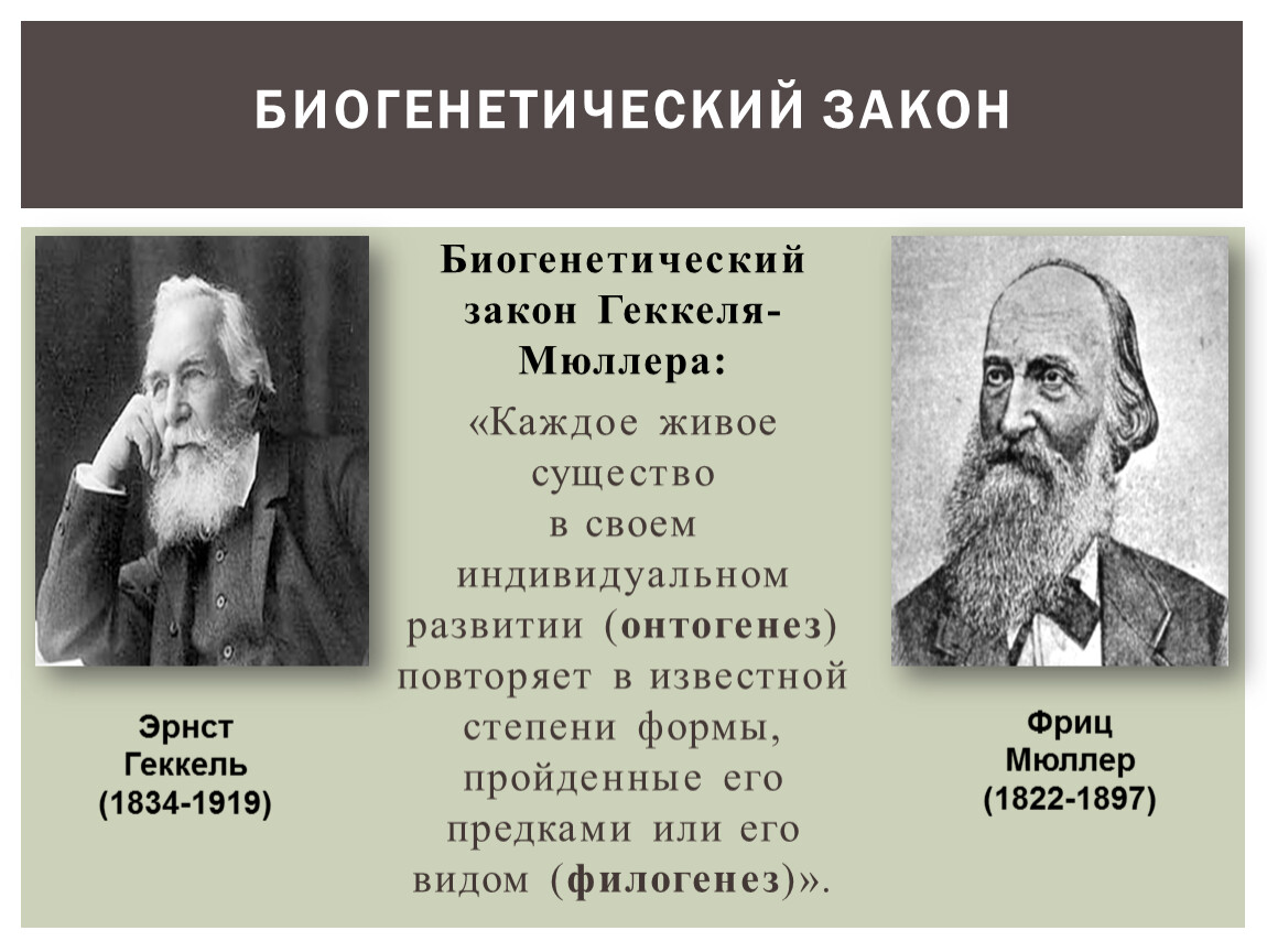 Биогенетический закон. Биогенетический закон Геккеля. Биогенетический закон презентация. Биогенетический закон Геккеля Мюллера. Основной биогенетический закон.